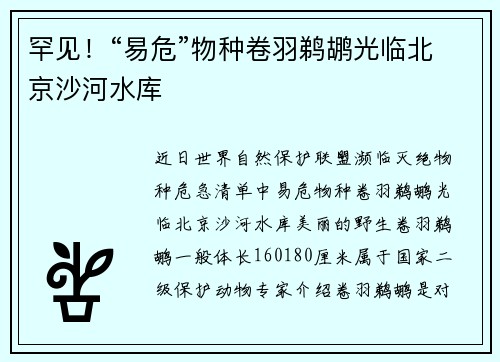 罕见！“易危”物种卷羽鹈鹕光临北京沙河水库